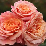 Роза Пич мельба (корнесобственная)