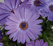 №10 Остеоспермум Compact blue