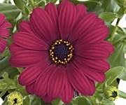 № 6 Остеоспермум Flower Power Purple R