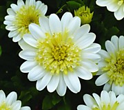 № 7 Остеоспермум 3D Lemon Ice