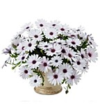 № 8 Остеоспермум ампельный Erato Basl