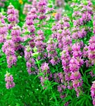 Бергамот Цитрусовый аромат