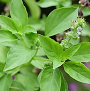 Базилик Лемона зеленый