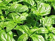 Базилик Тонус