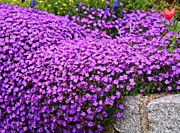 Обриета Audrey purple shades