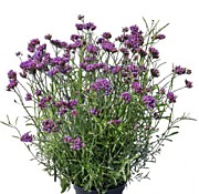 Вербена бонарская Вэнити