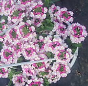 № 10 Вербена амп. (вегатат.) Ванесса пинк биколор