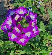 № 14 Вербена амп. (вегетат.) Ванесса индиго биколор