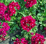 №5 Вербена амп. (вегетат.) Vepita Dark red