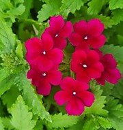 № 8 Вербена амп. (вегетат.) Empress flair burgundy