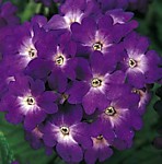 Вербена гибридная Кварц блю