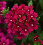 Вербена гибридная Кварц бордо 