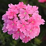 Вербена гибридная Кварц пинк