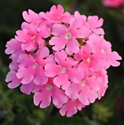 Вербена гибридная Кварц пинк