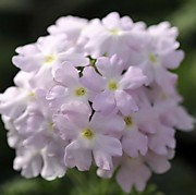 Вербена гибридная Кварц сильвер 