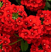 Вербена гибридная Кварц скарлет