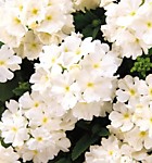 Вербена гибридная Кварц вайт 