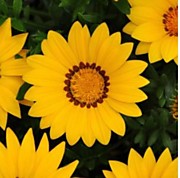 Газания Нью дэй Еллоу