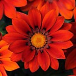 Газания Нью дэй Ред шейдес