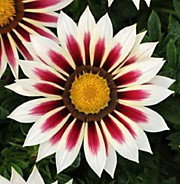 Газания Нью дэй Роуз страйп