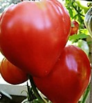 Томат Бычье сердце