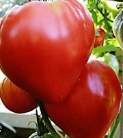 Томат Бычье сердце