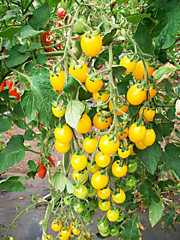 Томат Каскад золотой