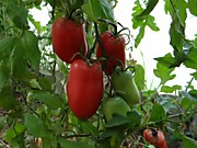 Томат Новый Кенигсберг