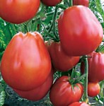 Томат Пузата хата