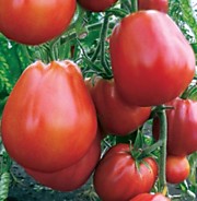 Томат Пузата хата