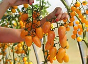 Томат Стыдливый румянец