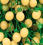 Томат Виноград белый