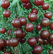 Томат Вишенка черная