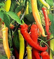 Перец острый Цицак