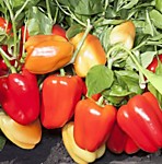 Перец сладкий Альянс F1