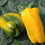 Перец сладкий Джемини F1