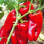 Перец сладкий Гиганто Росса F1