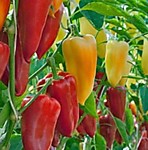 Перец сладкий Индиго F1