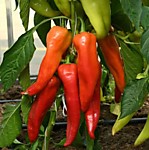 Перец сладкий Красный меч