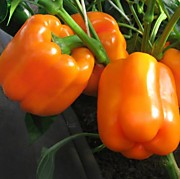 Перец сладкий Мегатон оранжевый F1