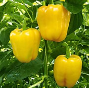 Перец сладкий Мегатон золотой F1