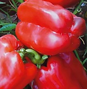 Перец сладкий Сибирский богатырь