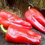 Перец сладкий Супер-слон F1