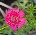 Аргирантемум № 12