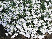 Лобелия Белый дворец (кустовая)