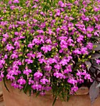 Лобелия Лилово-красный каскад (ампельная)