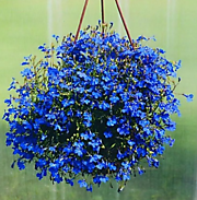 Лобелия Сапфир (ампельная)